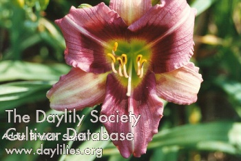 Daylily Addie Branch Smith